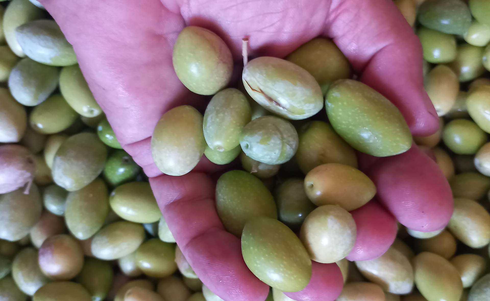 Olive da tavola