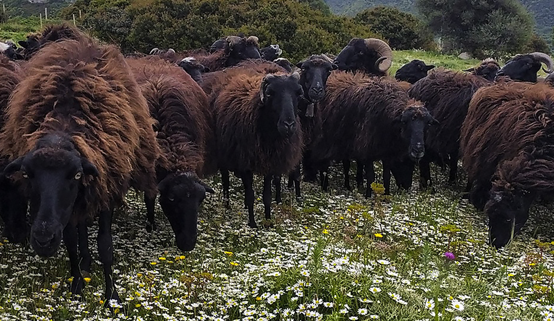 Pecora nera di Arbus