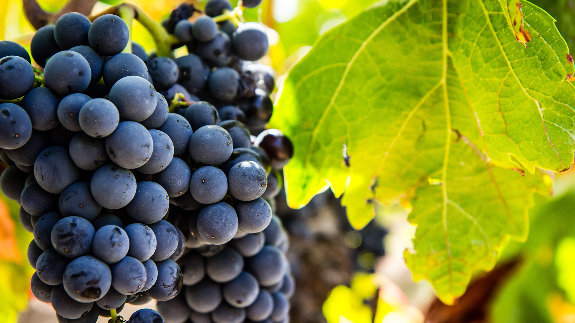 Vitigno Carignano del Sulcis