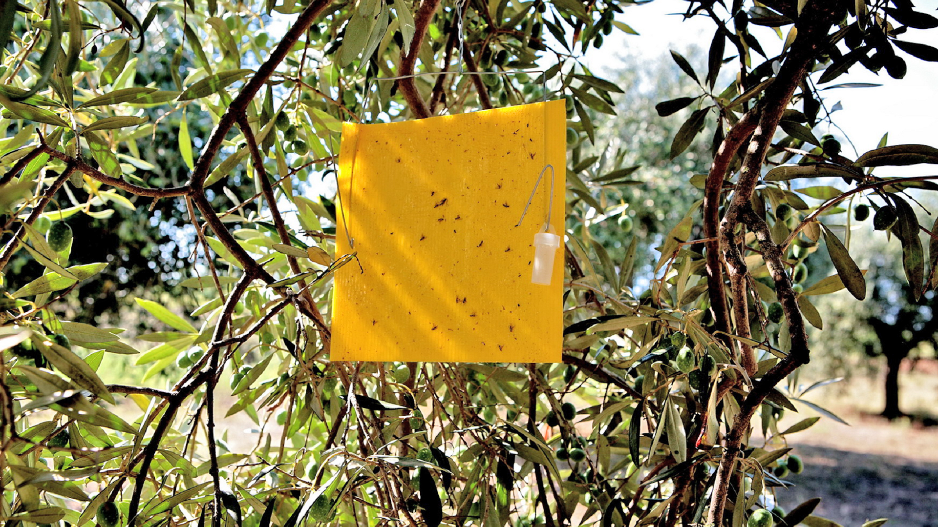 Difesa colture, trappola al feromone