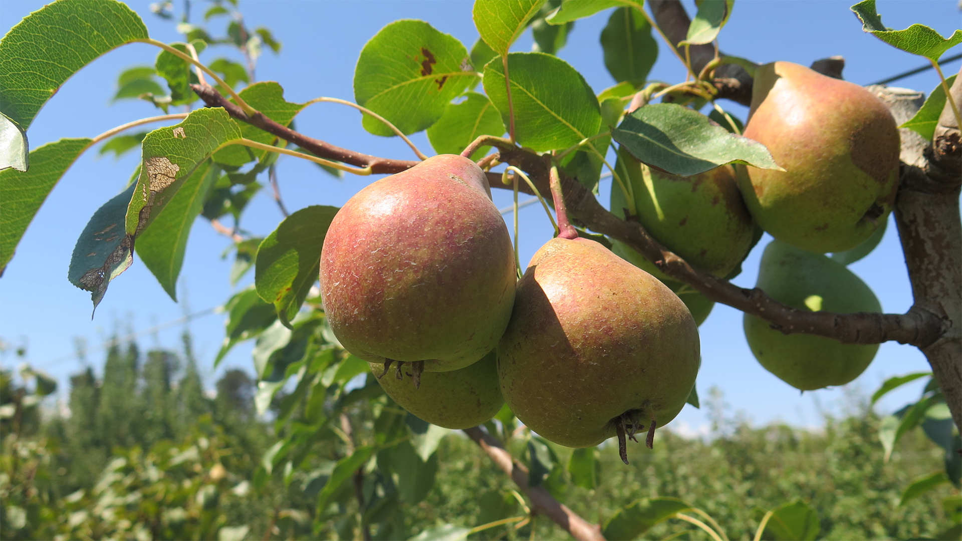 Biodiversità, pera varietà Cauli