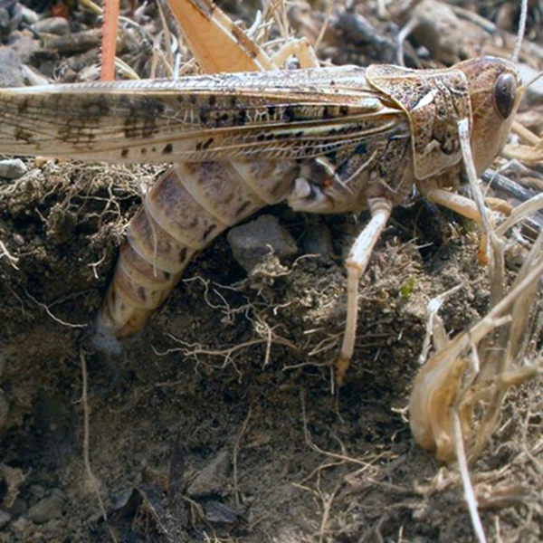 Cavalletta Dociostaurus maroccanus