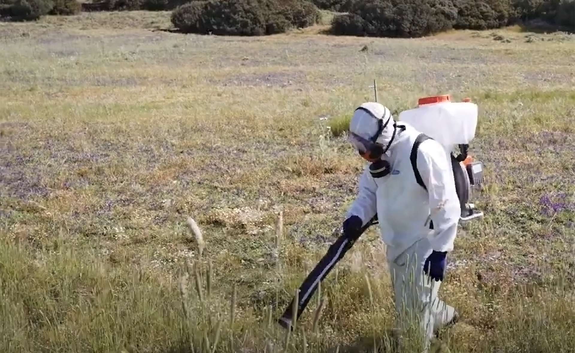 Trattamenti in campo per la lotta alle cavallette