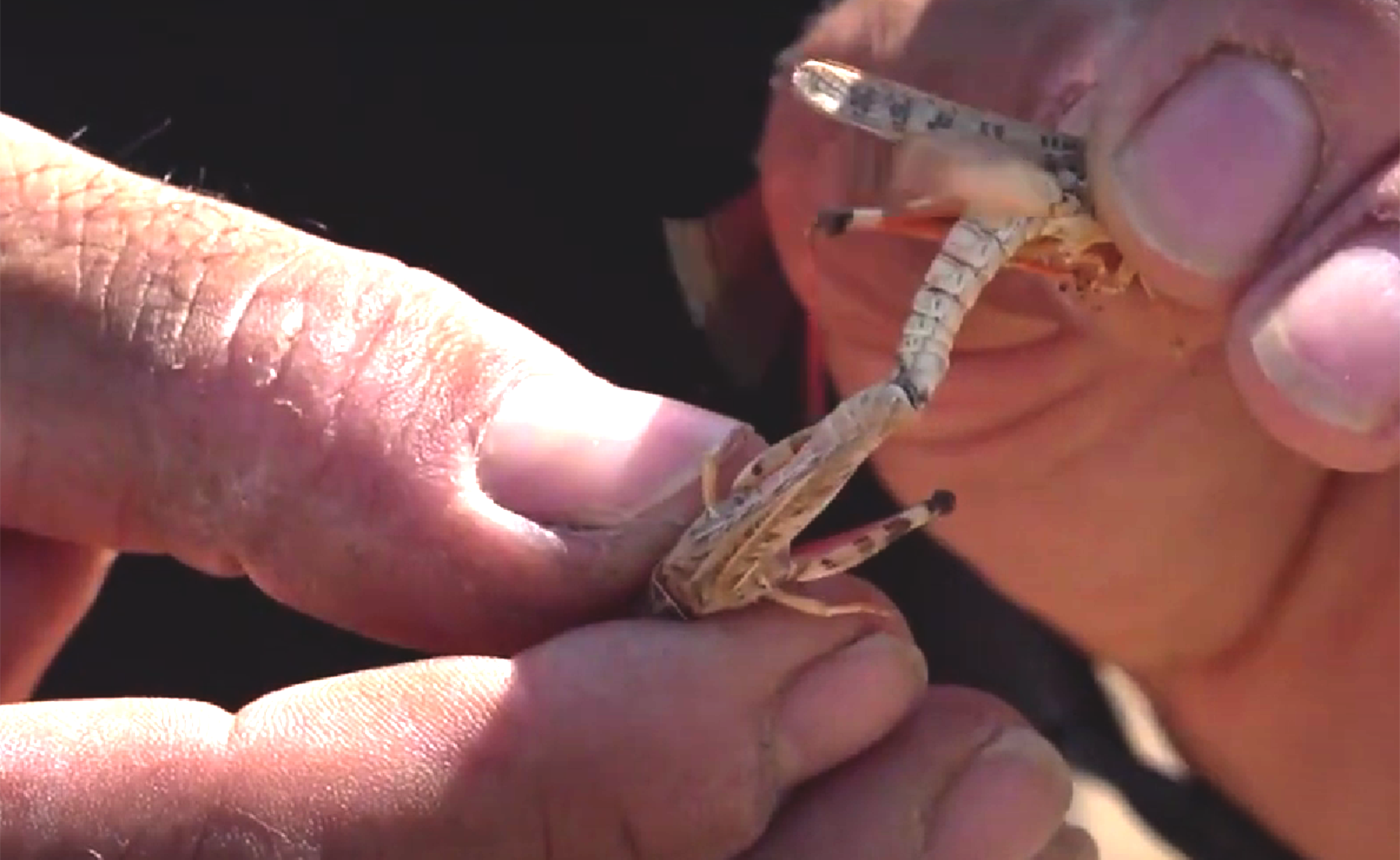 Cavallette (Dociostaurus maroccanus)
