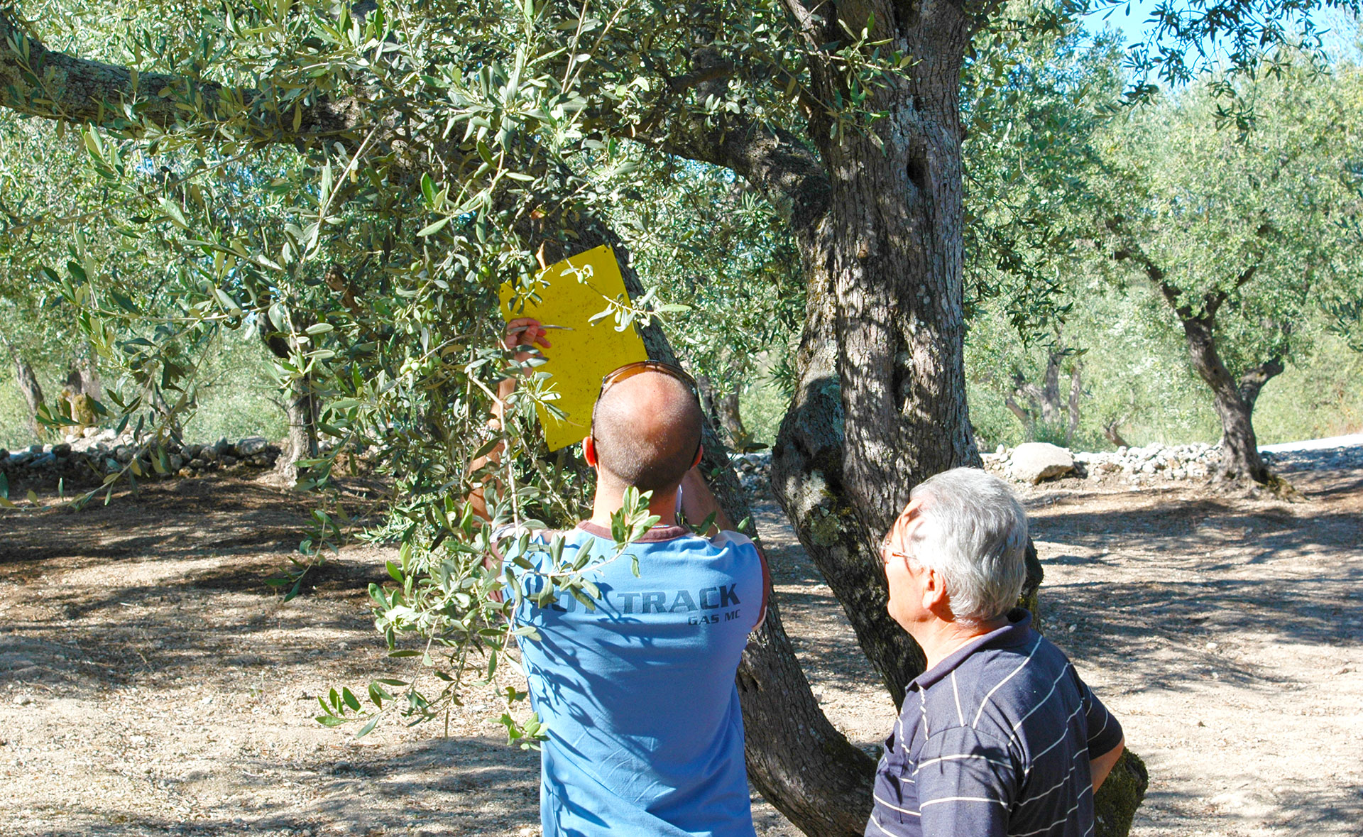 Controllo trappola per monitoraggio mosca dell'olivo
