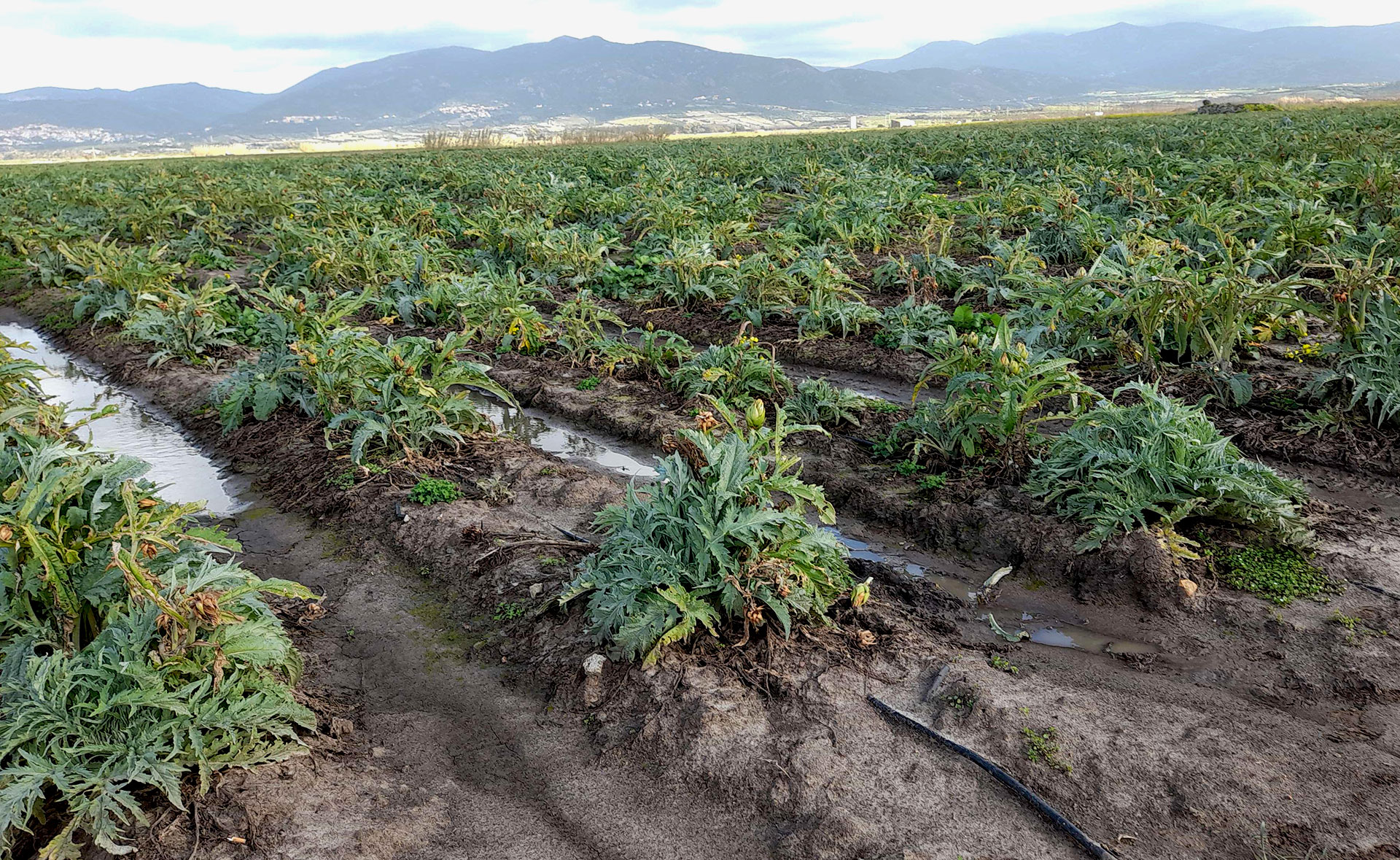 Danni da maltempo su carciofaia