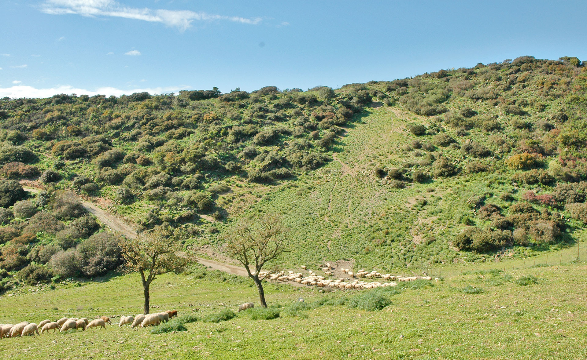 Ovini al pascolo