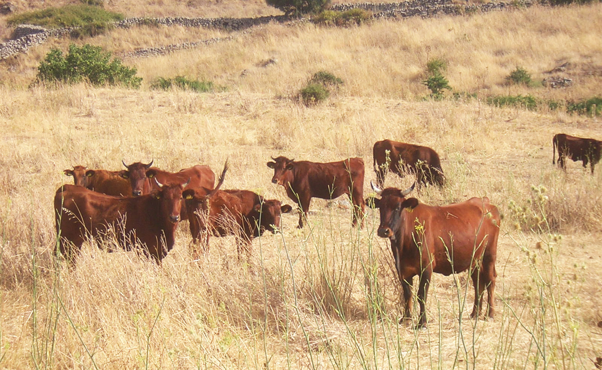 Bovini di razza sardo-modicana