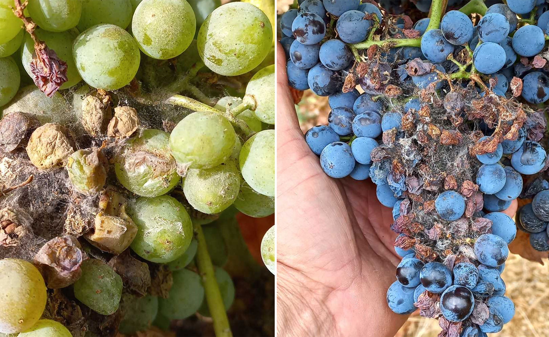 Danni su grappoli da tignola rigata della vite