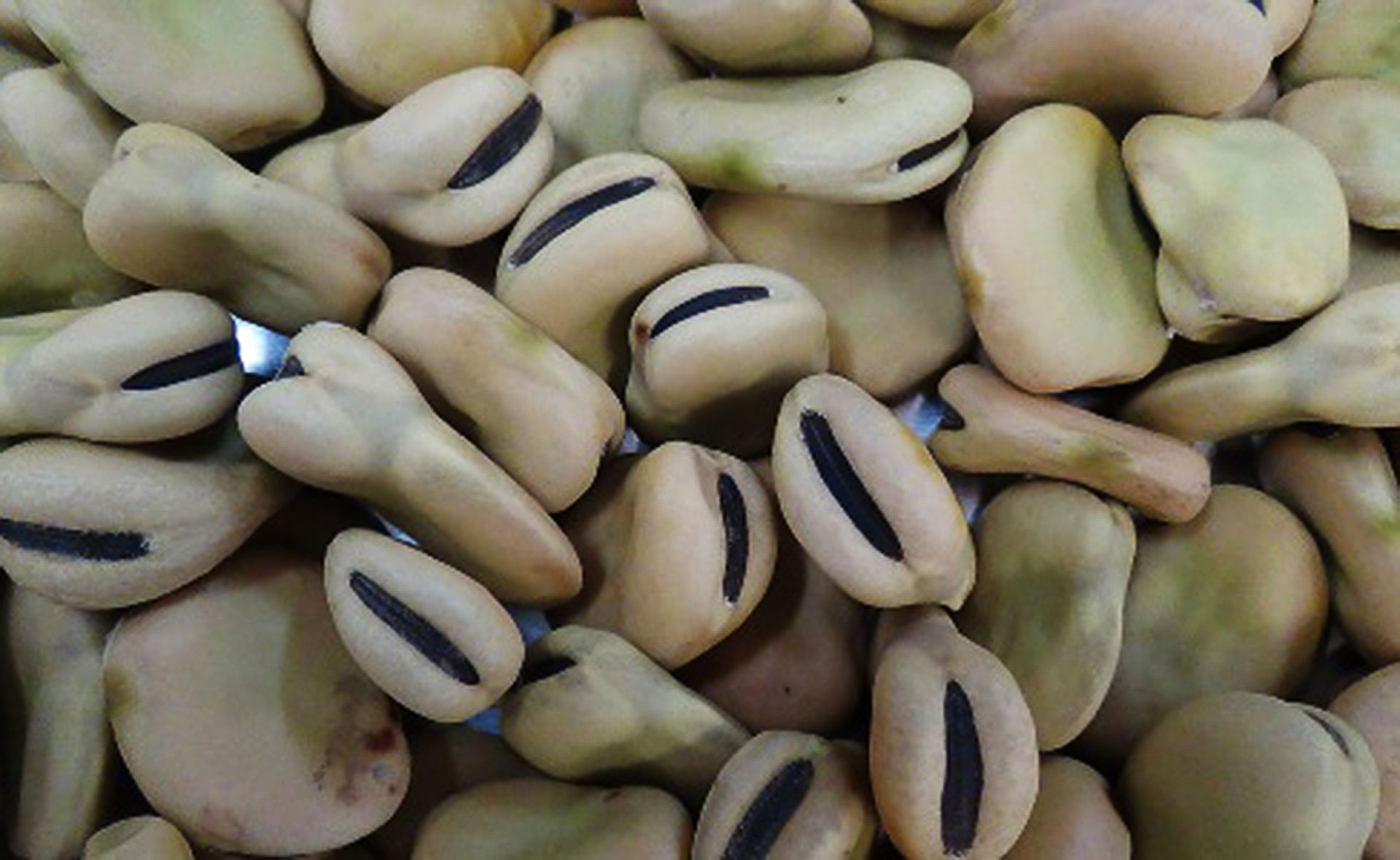 Fava di Sanluri
