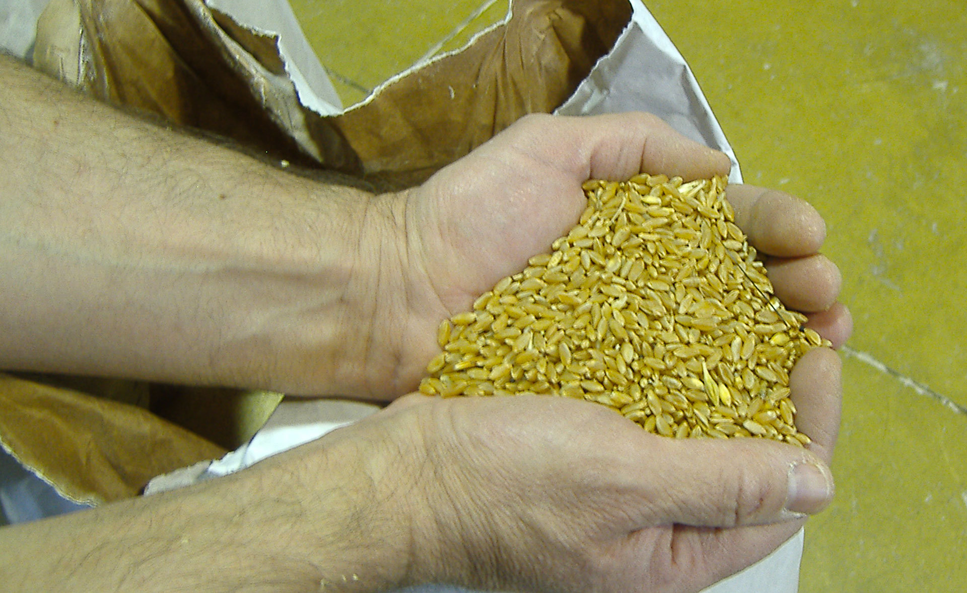 Cariossidi di frumento