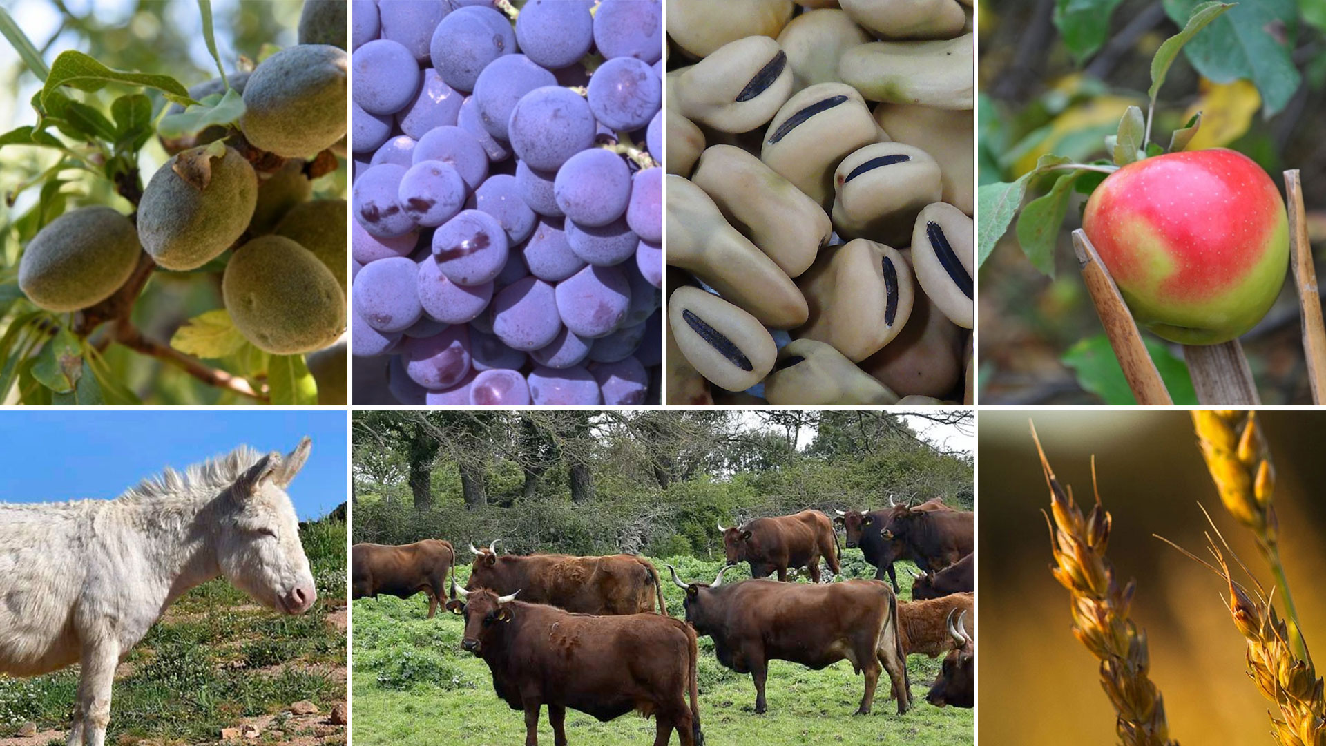 Agrobiodiversità