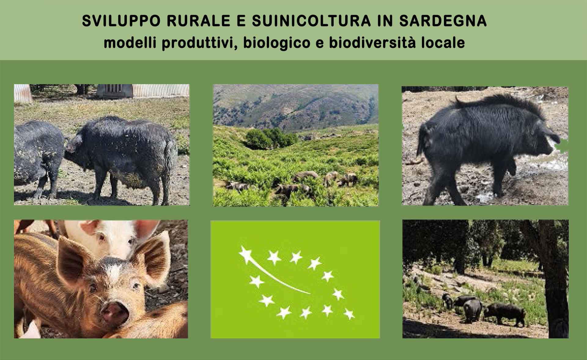 Copertina report sul comparto suinicolo