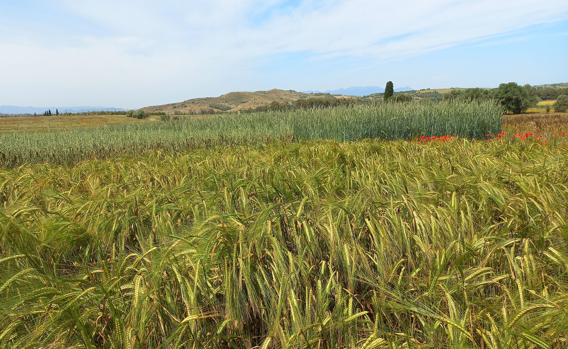 Campo di orzo distico