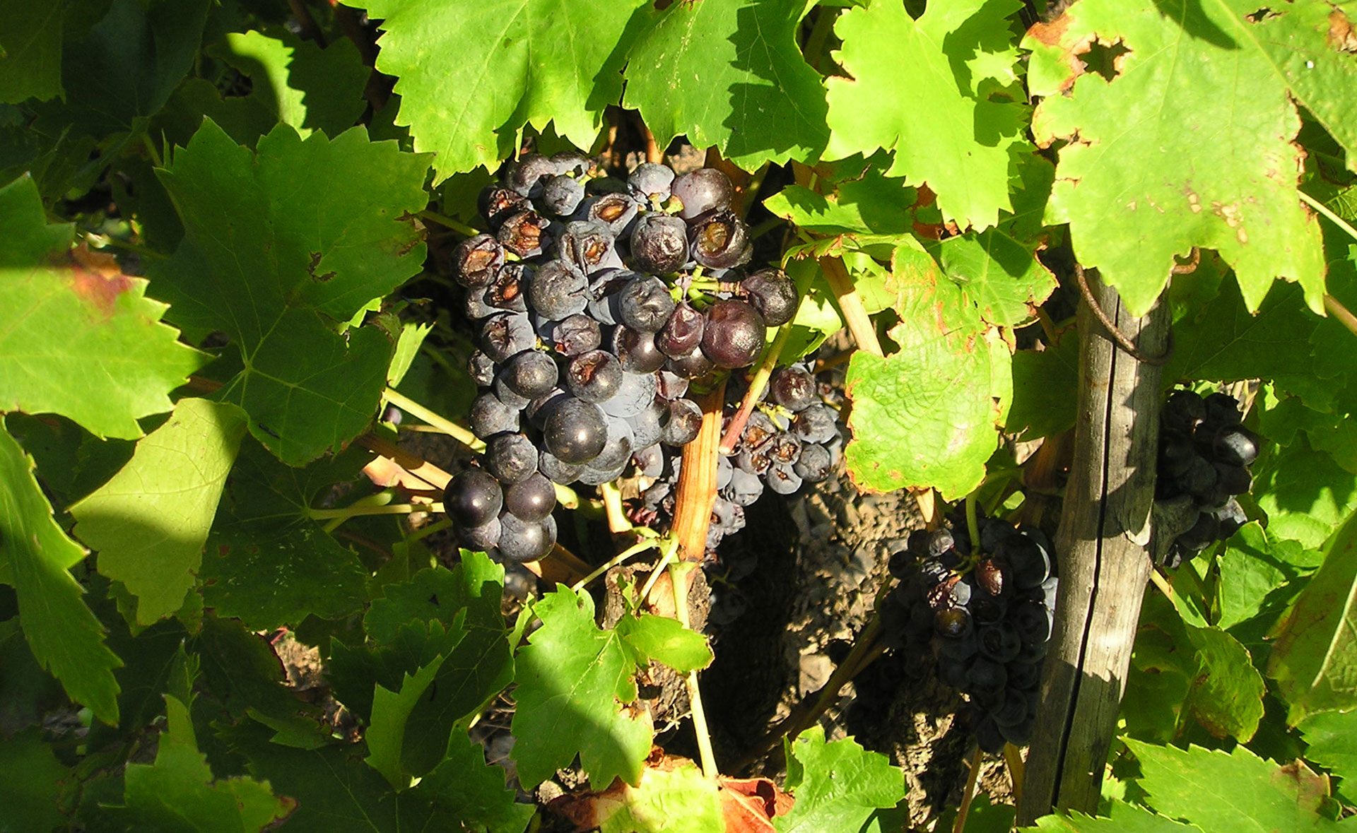 Danni da grandine su vigneto