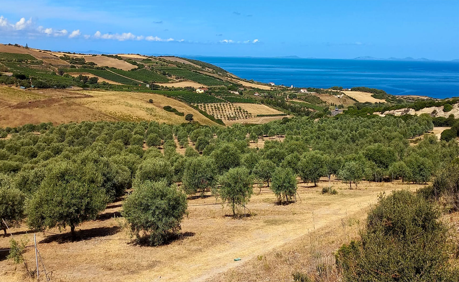 Paesaggio olivicolo
