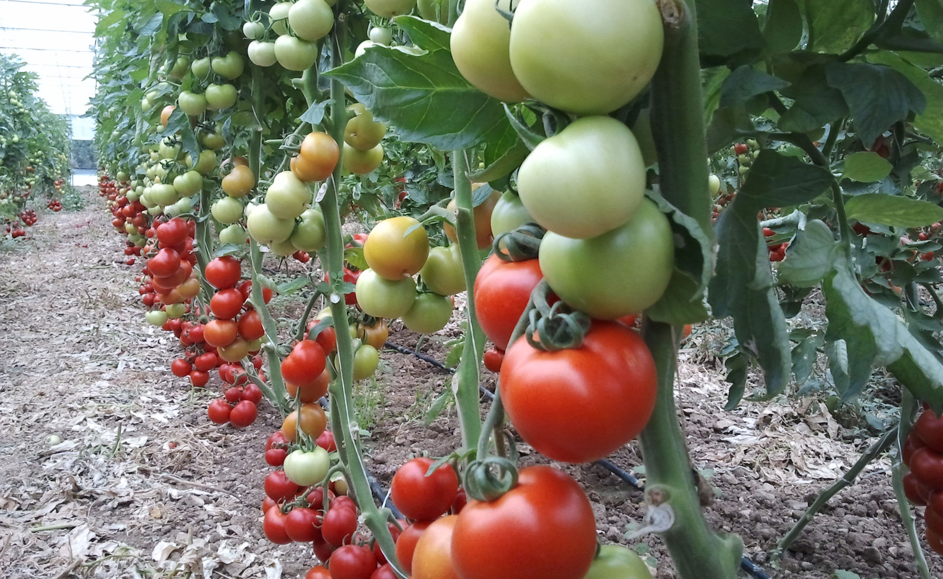 Pomodoro in coltura protetta
