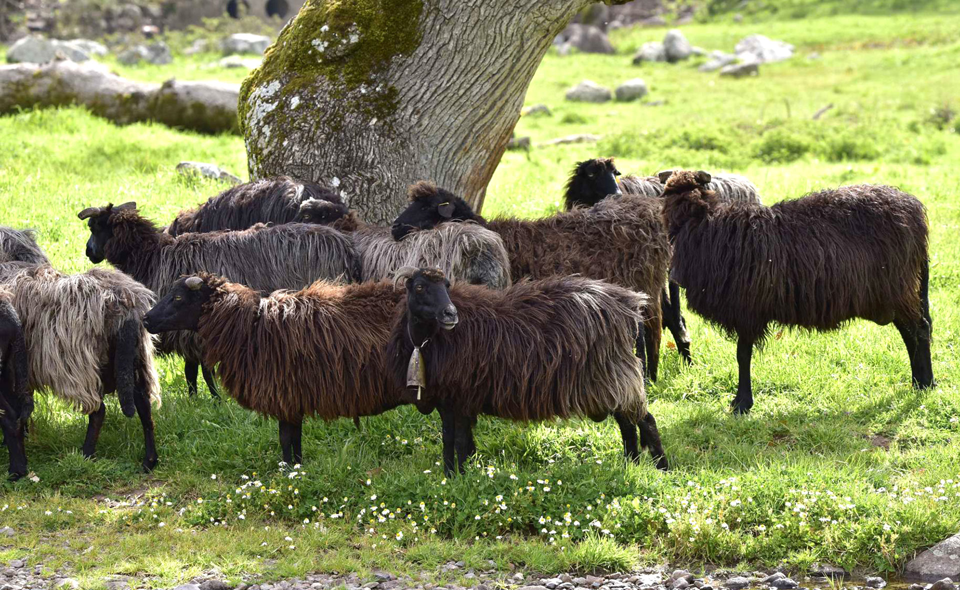 Pecora nera di Arbus