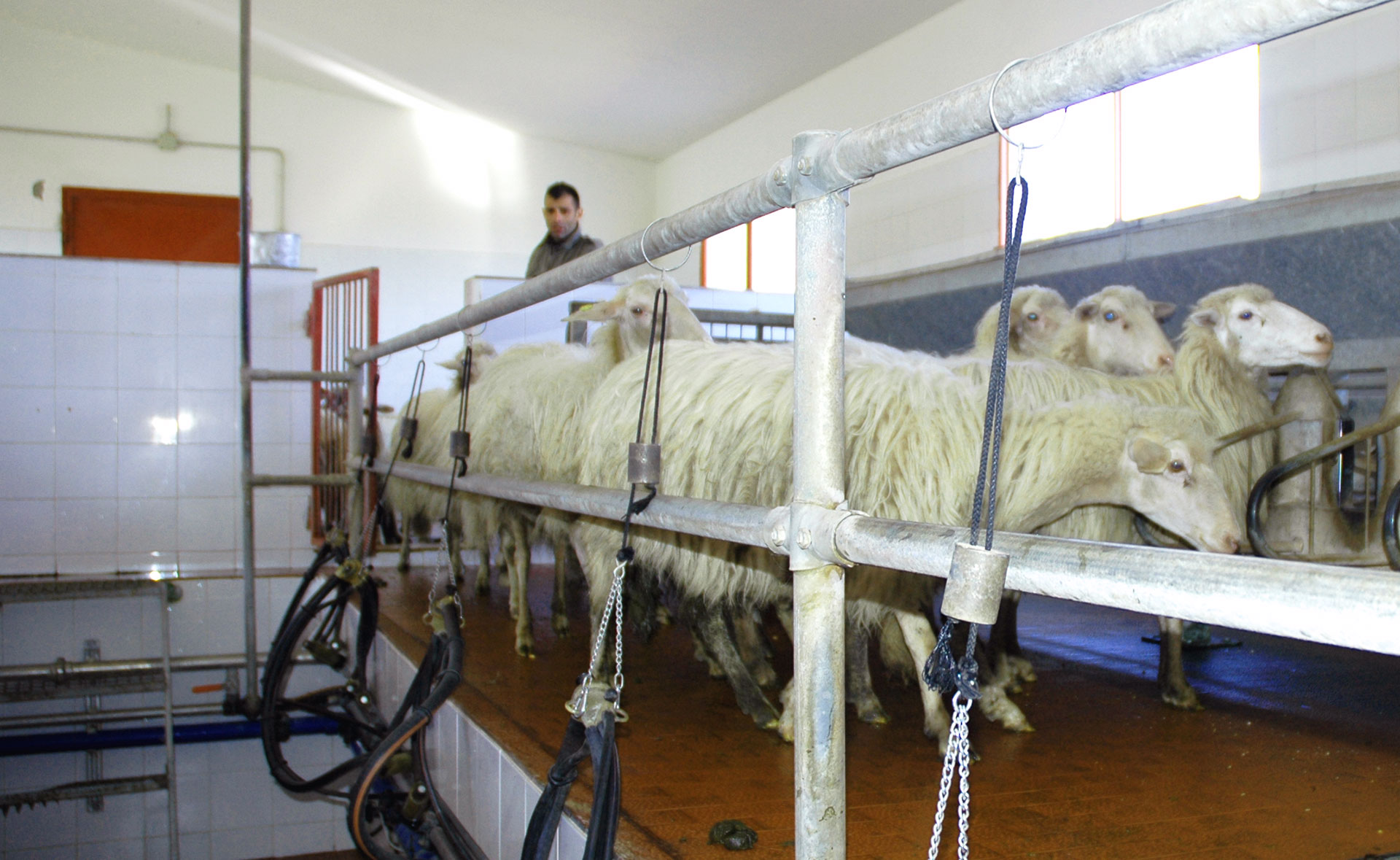 Ovini in sala di mungitura