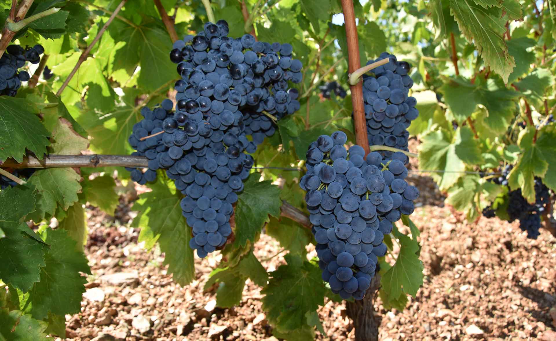 Vitigno di cannonau